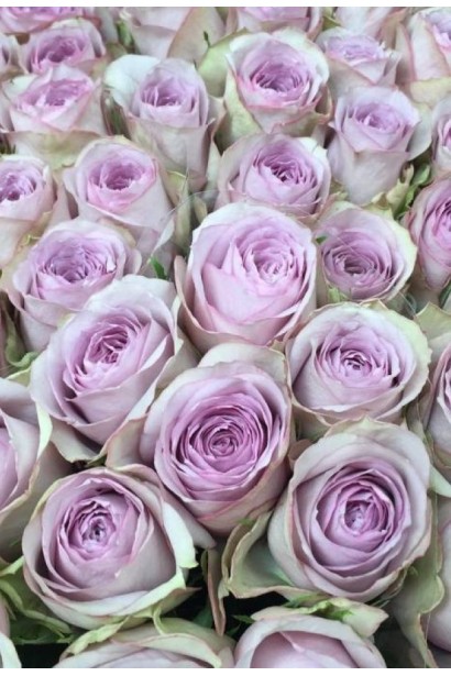 Rose floribunda Lullaby